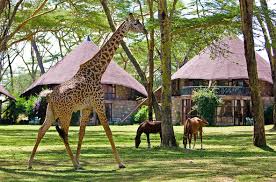 Naivasha Kenya Safari - Scenic lake town perfect for relaxation and water activities | Luxury & Accessible Tours